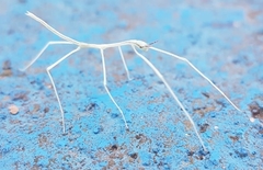 Cladoxerus
