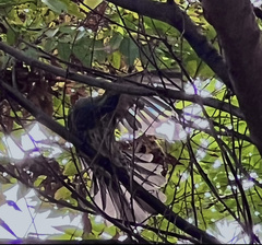 Hypsipetes amaurotis