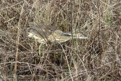 Botaurus lentiginosus