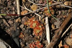 Drosera nitidula
