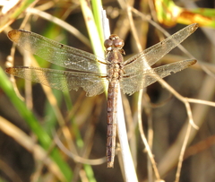Libellula incesta