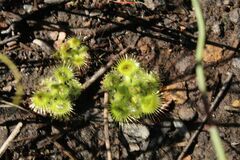 Drosera glanduligera