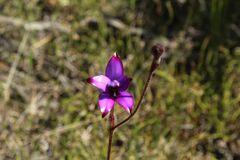 Elythranthera brunonis