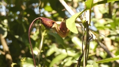 Aristolochia macroura