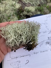 Cladonia arbuscula