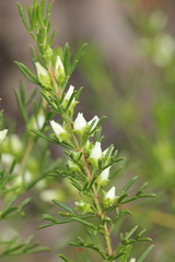 Cyanothamnus occidentalis