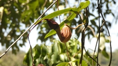 Aristolochia macroura