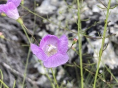Agalinis edwardsiana