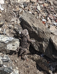 Phrynosoma blainvillii