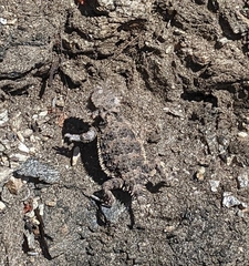 Phrynosoma blainvillii