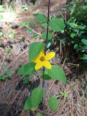 Bidens ostruthioides