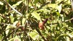 Aristolochia macroura