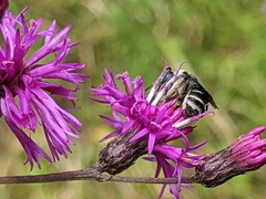Melissodes denticulatus