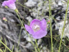 Agalinis edwardsiana