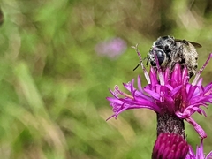 Melissodes denticulatus