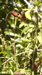 Aristolochia macroura