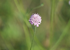 Dipsacoideae
