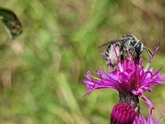 Melissodes denticulatus