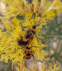 Chauliognathus basalis