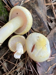 Hygrophorus chrysodon