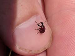 Synolabus nigripes