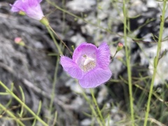Agalinis edwardsiana