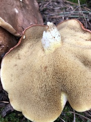 Suillus weaverae