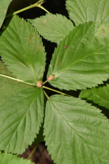 Neolasioptera farinosa