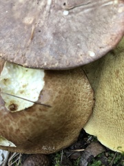 Suillus weaverae