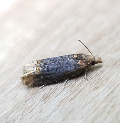 Eucosma ochroterminana