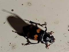 Nicrophorus orbicollis