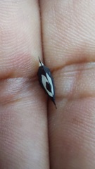 Membracis foliatafasciata