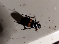 Nicrophorus orbicollis