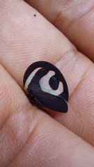 Membracis foliatafasciata