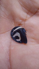 Membracis foliatafasciata