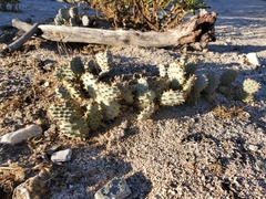 Opuntia basilaris brachyclada