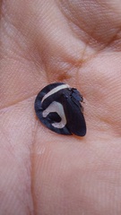 Membracis foliatafasciata