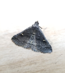 Tetanolita mynesalis