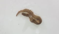 Continenticola