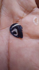 Membracis foliatafasciata