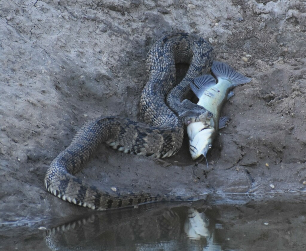 Diamondback Watersnake From Fannin County Tx Usa On September 18