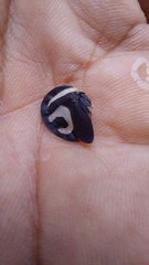 Membracis foliatafasciata