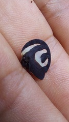 Membracis foliatafasciata