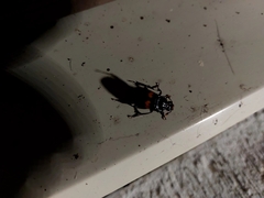 Nicrophorus orbicollis