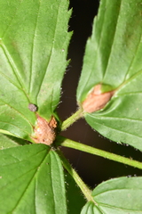 Neolasioptera farinosa