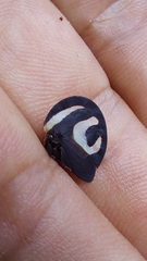 Membracis foliatafasciata