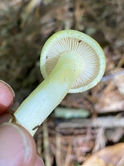Hygrophorus chrysodon