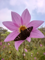 Apyrrothrix araxes araxes