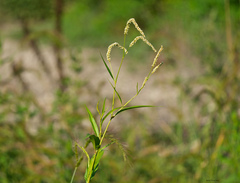 Persicaria lapathifolia