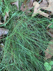 Carex leptalea